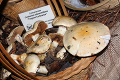 Cortinarius albofragrans