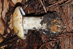 Cortinarius albofragrans