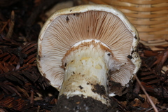 Cortinarius albofragrans