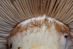 Cortinarius albofragrans