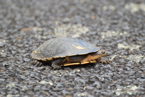 Eastern Snake-necked Turtle, photo 7 of 10