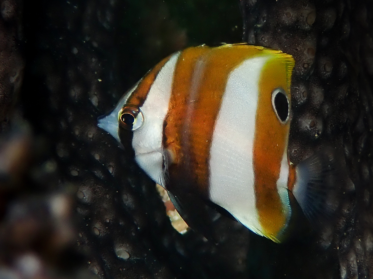 Orange-Tailed Coralfish photo 5