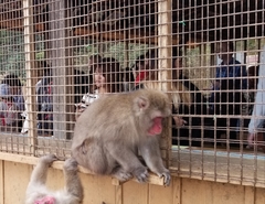 Macaca fuscata fuscata