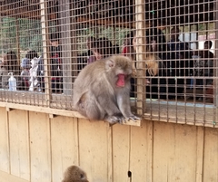Macaca fuscata fuscata