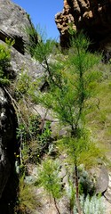 Anginon paniculatum