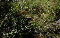 Restio tuberculatus