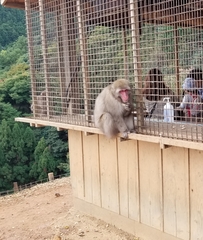 Macaca fuscata fuscata