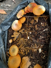 Gymnopilus