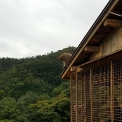 Macaca fuscata fuscata