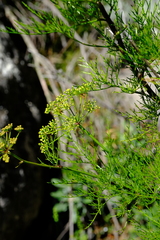 Anginon paniculatum