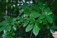 Cinnamomum micranthum