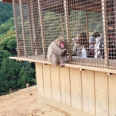 Macaca fuscata fuscata