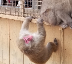Macaca fuscata fuscata