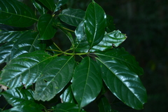 Cinnamomum micranthum