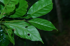 Cinnamomum micranthum