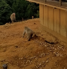 Macaca fuscata fuscata