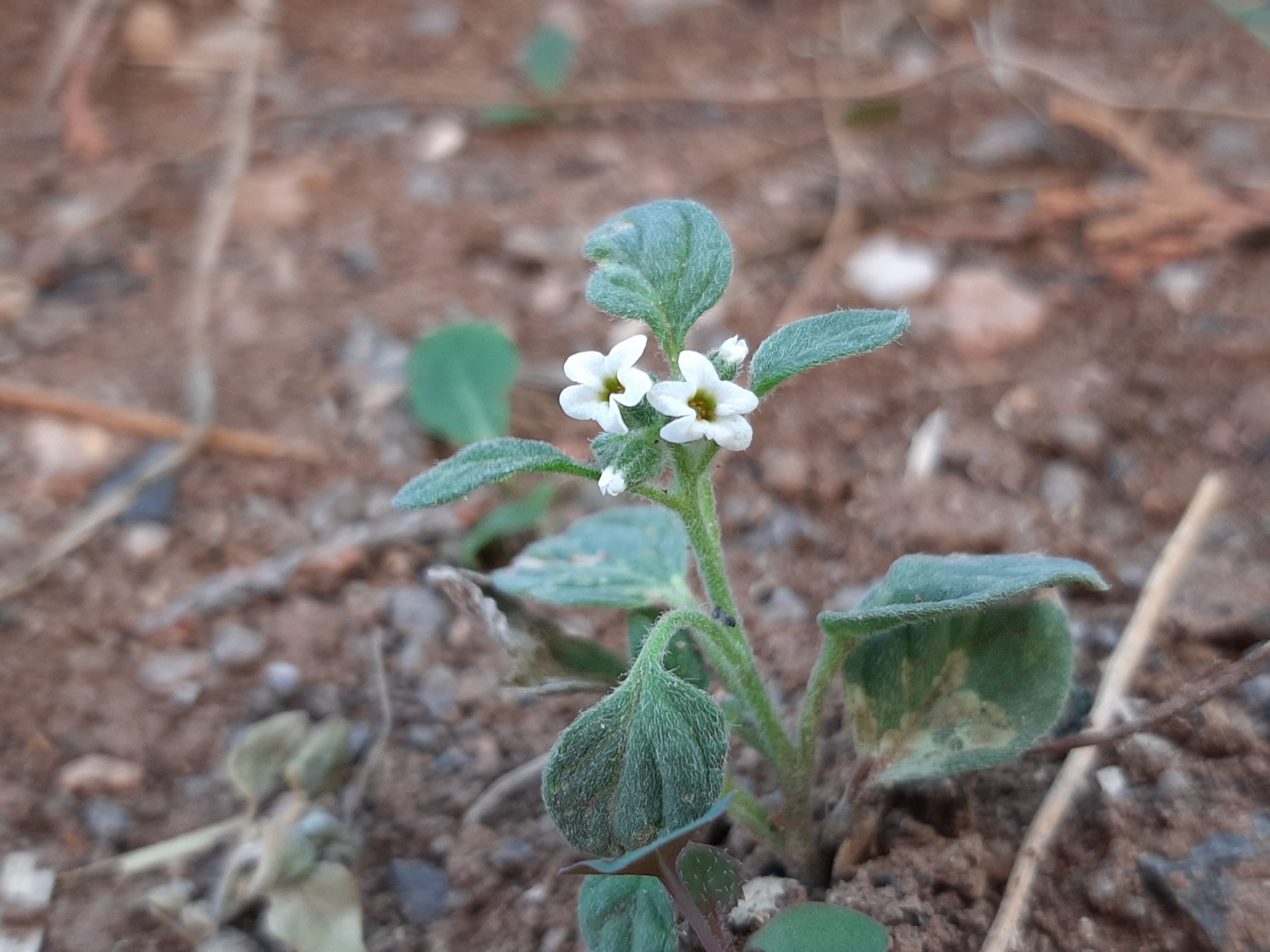 آفتاب پرست کازرونی، (Heliotropium lasiocarpum)