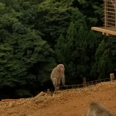 Macaca fuscata fuscata