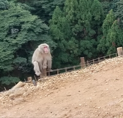 Macaca fuscata fuscata