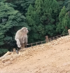 Macaca fuscata fuscata
