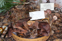 Cortinarius cisqhale