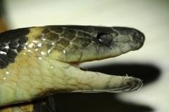 Panzhihua Wolf Snake photo 5