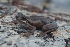 Litoria dentata