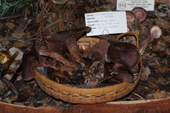 Cortinarius cisqhale