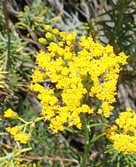 Athanasia filiformis