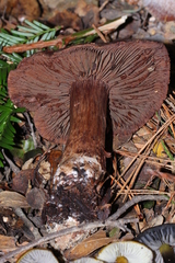 Cortinarius cisqhale