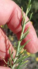 Athanasia filiformis