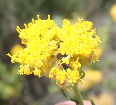 Athanasia filiformis