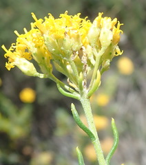 Athanasia filiformis