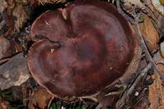 Cortinarius cisqhale