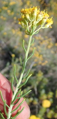 Athanasia filiformis