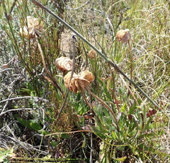 Dimorphotheca montana