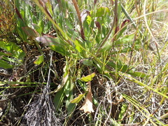 Dimorphotheca montana