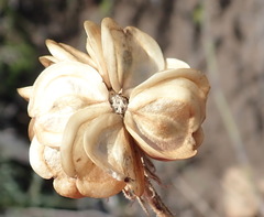 Dimorphotheca montana