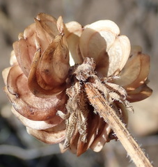 Dimorphotheca montana