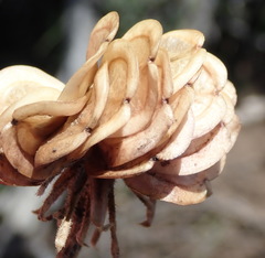 Dimorphotheca montana