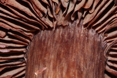 Cortinarius cisqhale