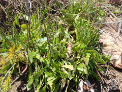 Dimorphotheca montana