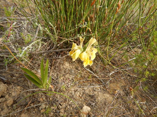 Green Kalkoentjie (Gladiolus virescens)