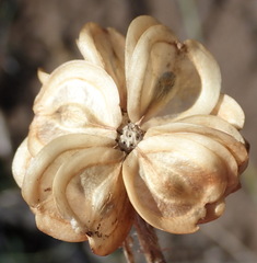 Dimorphotheca montana