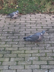 Columba palumbus
