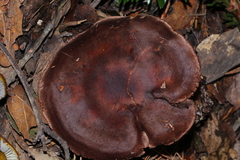 Cortinarius cisqhale