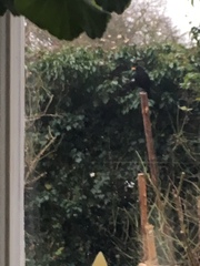 Turdus merula
