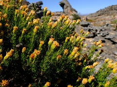 Pteronia cederbergensis