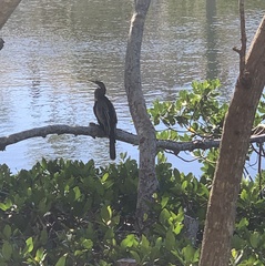 Anhinga anhinga