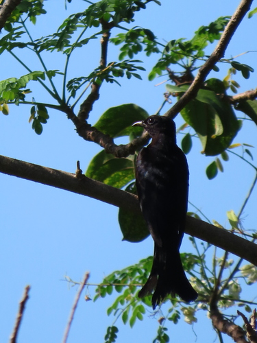 Moluccan Drongo-Cuckoo (Surniculus musschenbroeki), photo 4